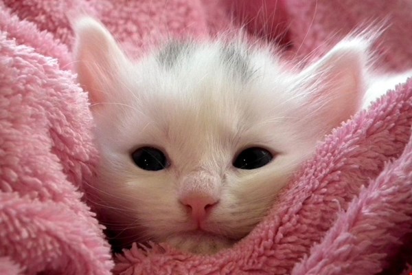 Wat zijn leuke cadeaus voor kattenbaasjes? Wat zijn leuke cadeaus voor kattenbaasjes?